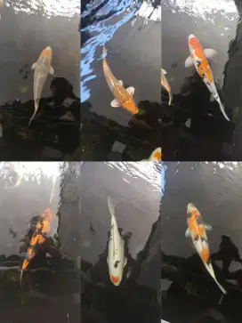 Koi Jumbo Bagus