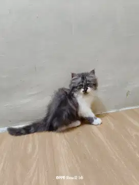 Kitten Persia betina