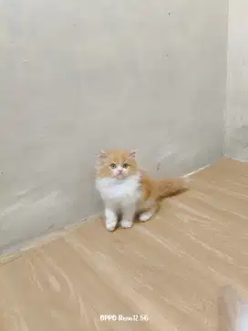 Kitten Persia betina