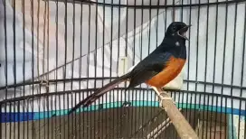 Burung murai blorok gacor