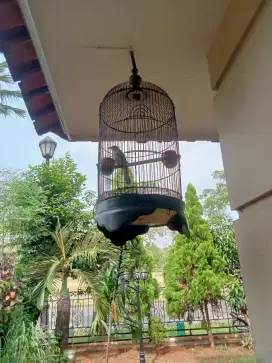 Burung Terucuk Gacor