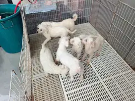 Over usaha Ternak doggy