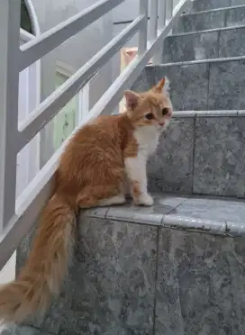 Kucing persia himalaya