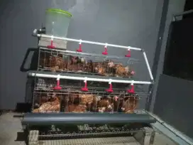 Paket ternak ayam petelur