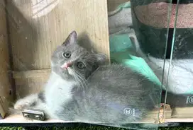 Kucing british shorthair bsh british short hair