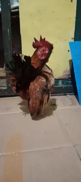 Serama jantan dewasa