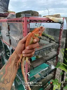 Iguana Super Red Hypo