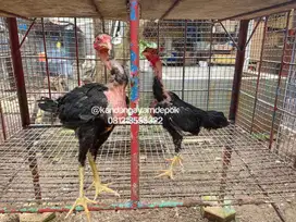 Ayam saigon 4 bulan sepasang