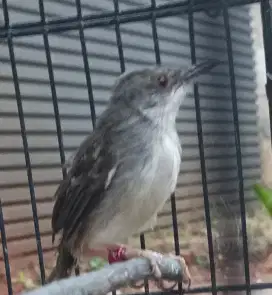 Burung ciblek cristal udah gacor