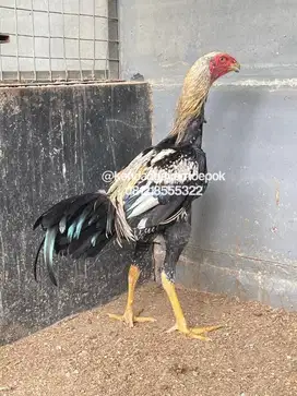Ayam Indio Gigante Jantan