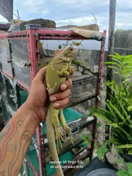 Iguana Green hypo