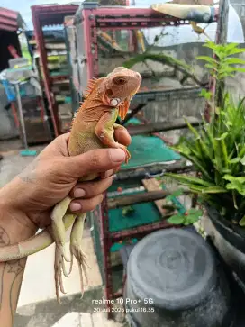 Iguana Red Hypo