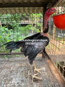Ayam Saigon jantan 5 bulan