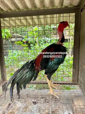 Ayam saigon jantan siapan