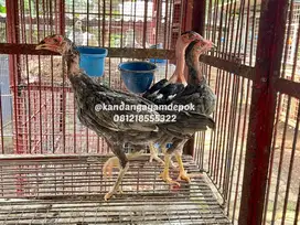 Ayam bangkok saigon