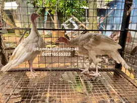 Ayan kalkun bourbon red sepasang
