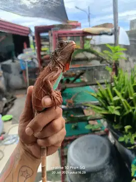 Iguana Red Axantic Blue