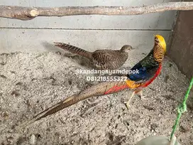 Ayam Golden Pheasant sepasang