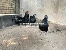 Ayam black sumatra borongan 3 ekor