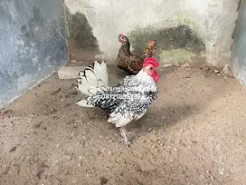 Ayam batik kanada dan itali