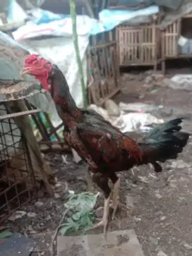 Ayam jago bulbi