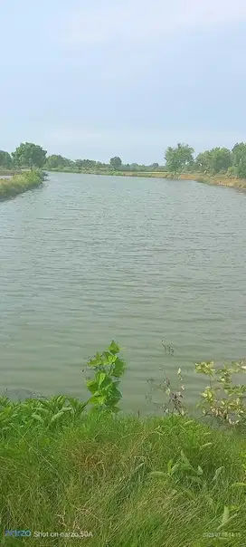 Tambak udang  aktif bangil pasuruan