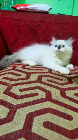 Kitten Himalaya mix ragdol