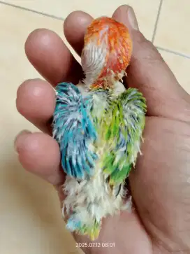 Lovebird unik Half Sider Split ino