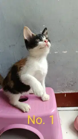 Open Adopt 5 Anak Kucing Betina Calico ( 3 Warna)