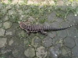 Tegu chacoan panjang