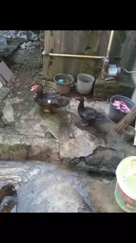 Sepasang bebek jantan dan betina
