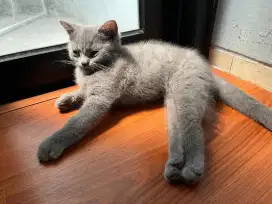Kitten BSH x Scottish