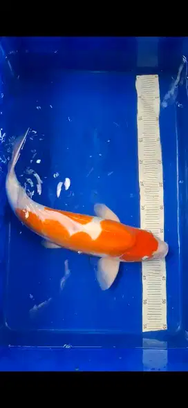 Kohaku Doitsu 48cm Import (Shinoda Koi Farm)