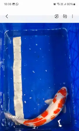 Koi Sanke 45cm Blitar
