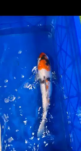 Koi Showa Import 36cm (Shinoda Koi Farm)