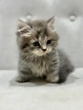 Munchkin BLH dan BSH calico