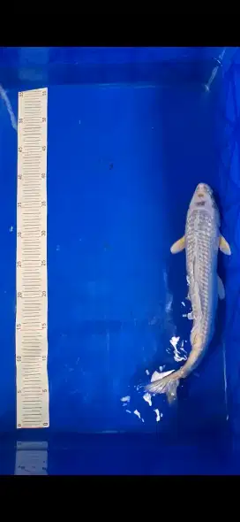 Ikan Koi Ogon Majestic Koi Farm 35cm