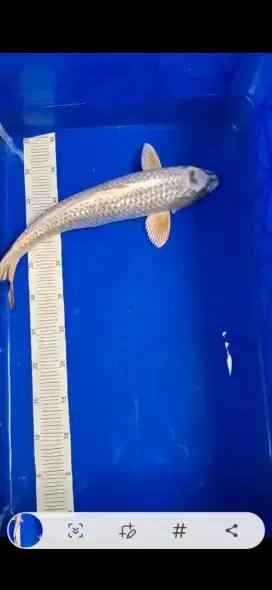 Ikan Koi Ogon Majestic Koi Farm 40cm