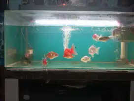 Mas koki mix rancu, Oranda, ryukin ada 9 ekor