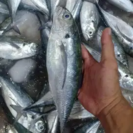Ikan tengkek selar kembang fresh