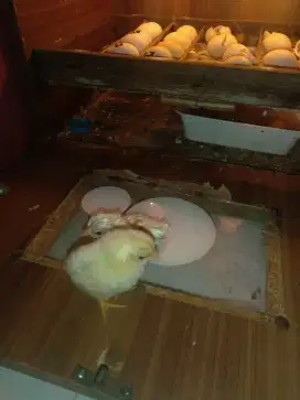 Anakan ayam kate