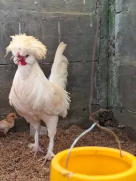 Ayam poland jantan