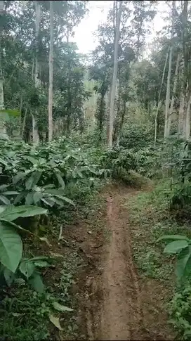 Tanah Kebun Kopi Temanggung Desa Kemuning , Bejen