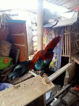 Ayam Bangkok ,aduan / buat ternak ini
