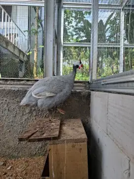Ayam Mutiara Jantan