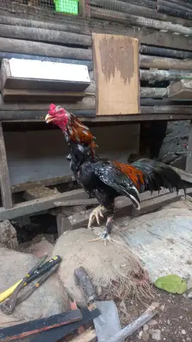 AYAM BANGKOK SIMBAR