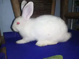DIJUAL KELINCI REXX