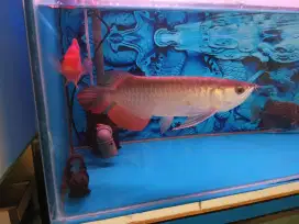 Arwana golden red
