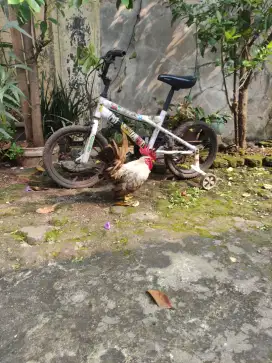 Ayam Kate rajin berkokok