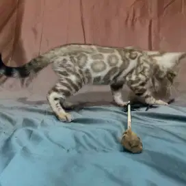 Jantan 3 bulan sehat